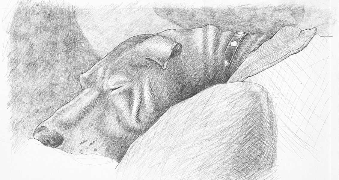 sketch:Nora, my dog, taking a nap